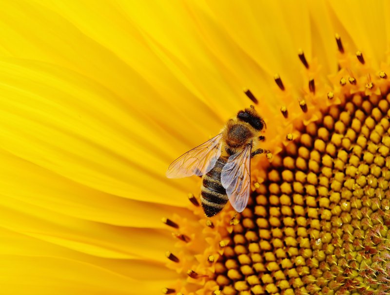 La Giornata mondiale delle api